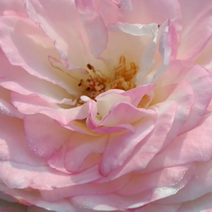 Web trgovina ruža - nostalgična ruža - bijela  - Rosa  Eliane Gillet - diskretni miris ruže - Dominique Massad - -